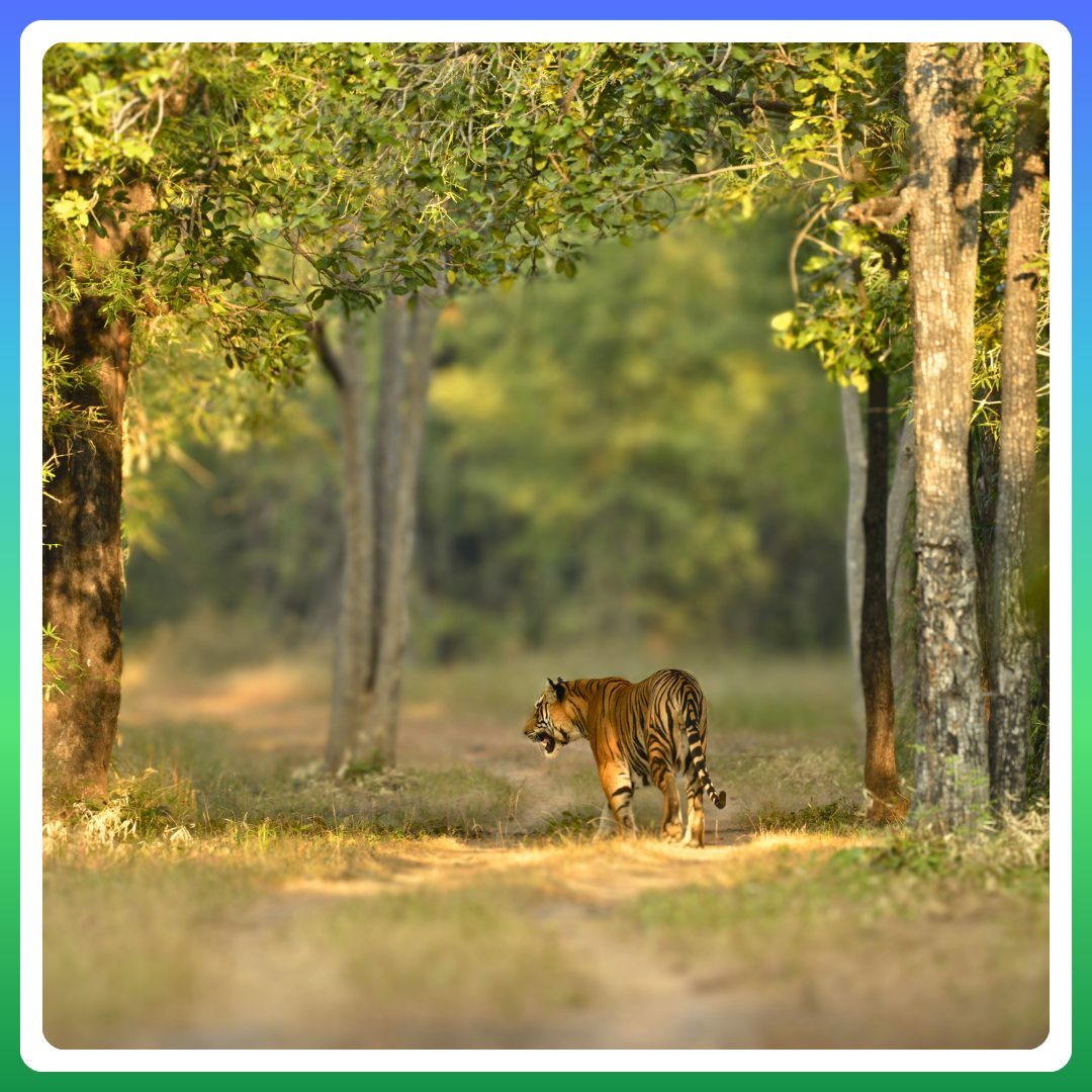 A bengel tiger roams a forest in India